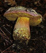 Rubroboletus pulchrotinctus