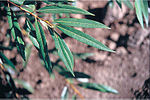 Blad av Salix alba 'Vitellina'.