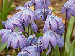 Scilo siberia (Scilla siberica)