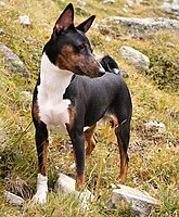 Basenji trindle