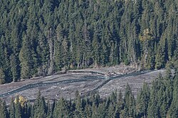 Õilsa nulu mets Mount Rainier'i rahvuspargis