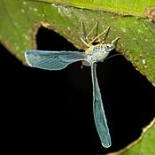 Planthopper from the tribe Zoraidini showing the short hind wings