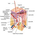 Pisipilt versioonist seisuga 15. september 2007, kell 14:59