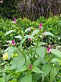 Celosia argentea