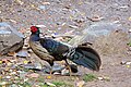 Kalij pheasant male