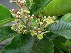 Kauila (Alphitonia ponderosa), uma ramnácea endémica das ilhas do Hawaii, rara em Oʻahu, Lānaʻi, Molokaʻi, Maui, Hawaiʻi, excepto Kauaʻi Maui (cultivada).