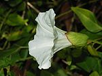 Gröna högblad (förblad) hos Calystegia sepium.