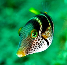 Nyerges gömbhal (Canthigaster valentini)