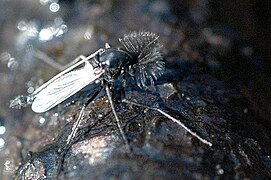 Chaoborus crystallinus, un Chaoboridae