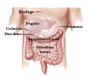 Situs coli