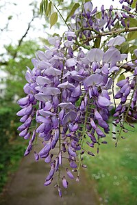 Wisteria blooms are a light violet color.