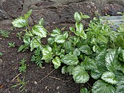 Lamium galeobdolon with silvery white variegated leaves