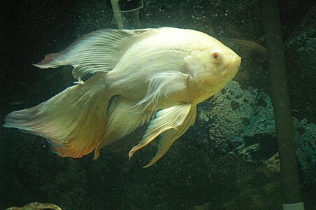 Lösistik astronot balığı (Astronotus ocellatus)