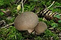 Brauner Stäubling Lycoperdon umbrinum