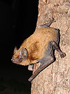 Noctule commune