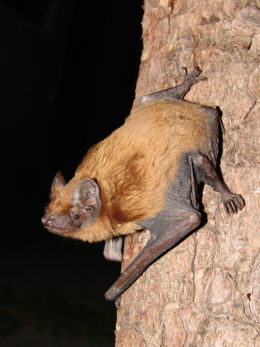 Rőt koraidenevér (Nyctalus noctula)