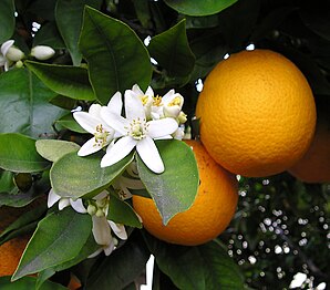 Flowers and fruit simultaneously