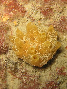 Polymastia boletiformis