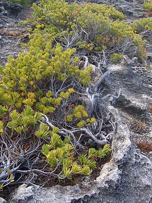 mara suriano (Suriana maritima)