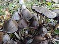 Image 7Coprinopsis atramentaria, commonly known as the "ink cap" (from Mushroom)