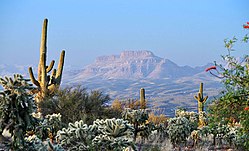 A view from Redington Rd SE of San Manuel with Galiuro Mountains in background.