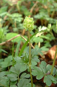 Moschuskraut Adoxa moschatellina