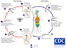 AfrTryp LifeCycle.svg