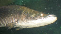 Arapaima (Arapaima gigas)