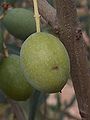 Jeune olive fraichement parasitée.