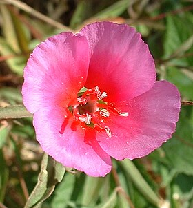 Clarkia amoena