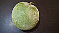 Indian ash gourd