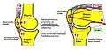 Flexion and extension of knee