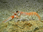 Nephrops norvegicus (Malacostraca: Decapoda: Nephropidae)