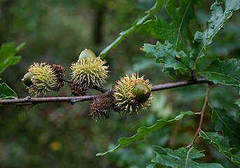 Acorns of Quercus cerris