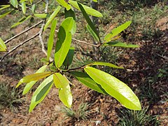 Terminalia arjuna