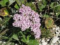 Achillea millefolium, varietà reusa (fior)