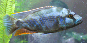 Le lac Malawi en Afrique de l'Ouest abrite de nombreuses espèces de Cichlidés, dont Nimbochromis livingstonii.