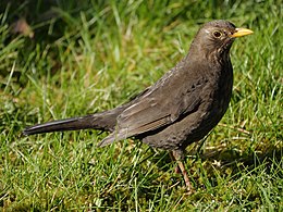 Juodasis strazdas (Turdus merula)