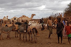 Bétail à l'abreuvoir dans la province de Bakool, 2008.