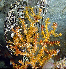 Bebryce sulfurea, Hurghada.jpg