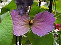 Dalechampie Dalechampia aristolochiifolia