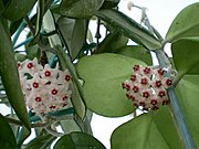 Hoya kerrii