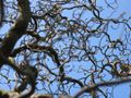 Corylus avellana 'Contorta'