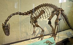 A mounted skeleton of Plateosaurus engelhardti in a glass case, seen from front left. The animal stands on two legs, its back is bent, its neck curves strongly downwards, and the tail drags, creating a drooping look. The palms of the hands face medially.