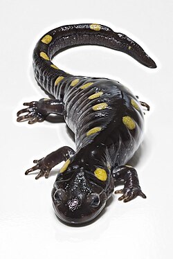 Täpläsalamanteri (Ambystoma maculatum)