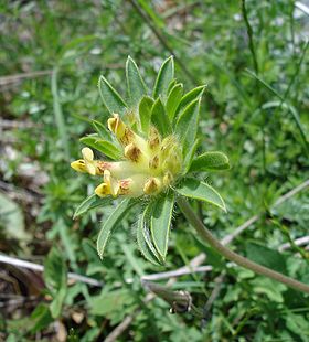 Anthyllis vulneraria