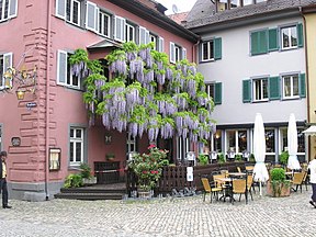 Habitus einer Chinesischen Wisteria in voller Blüte