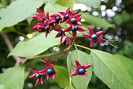 Clerodendrum trichotomum