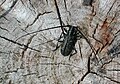 Monochamus sutor (Linnaeus, 1758) ♂