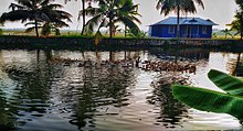 Kuttanad beauty